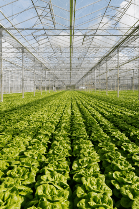 Image of a huge greenhouse growing lettuce